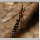 Perithous speculator - Schlupfwespe 02c 10mm.jpg